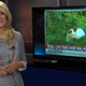 Illustration for article titled The Most Beautiful Modern Art: News Chyrons Featuring Cats